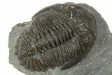 Detailed Hollardops Trilobite Fossil - Ofaten, Morocco #345167-1